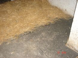 grădini zoologice